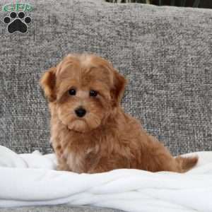 Humpty Dumpty, Maltipoo Puppy